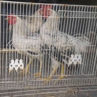 ٤ ديوكة • عرب • خاص
