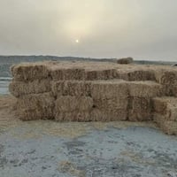 تبن • ٢٢٥ • بابل