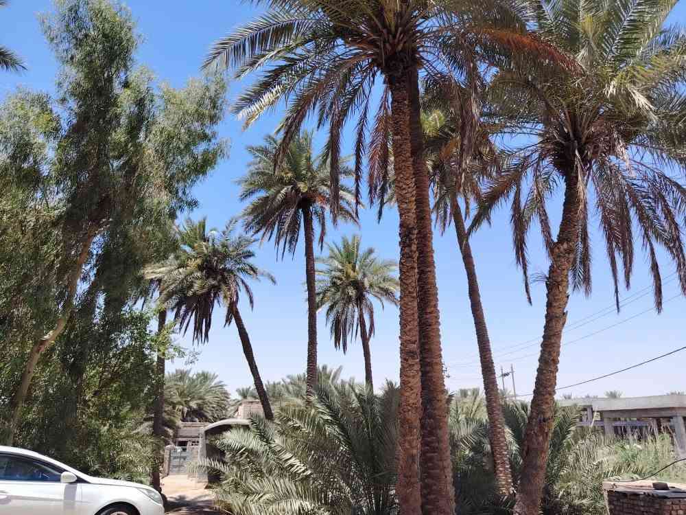 سلام عليكم مزرعه دونمين عل شط الكوفه طريق الزوار طريق العلما بيه بيت جاهز بيه ماطور مال ماي وبيه نخل حمال كله  تبليط لباب. طابو صرف تحويل ثاني يوم مكان مرتب كلش والسعر مناسب
اتصال أو استفسار
وتساب *********** النجف, العراق
