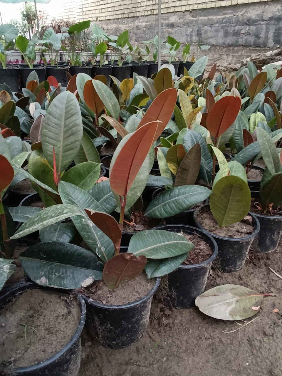 عرض خاص لأصحاب مشاتل الجملة 
يتوفر لدينا  مطاط مال تحويل  أنتاج عراقي 🇮🇶
✅️سعر 1250 ألف وربع  جملة فقط
للاستفسار اتصال على الرقم 
📞***********
📍العنوان // بغداد _ الكريعات 
#مشاتل #مطاط #زراعة #بغداد 
#مشتل_حجي_لؤي
