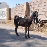 جذعه حانيه • الشرقاط • قريه العيثه