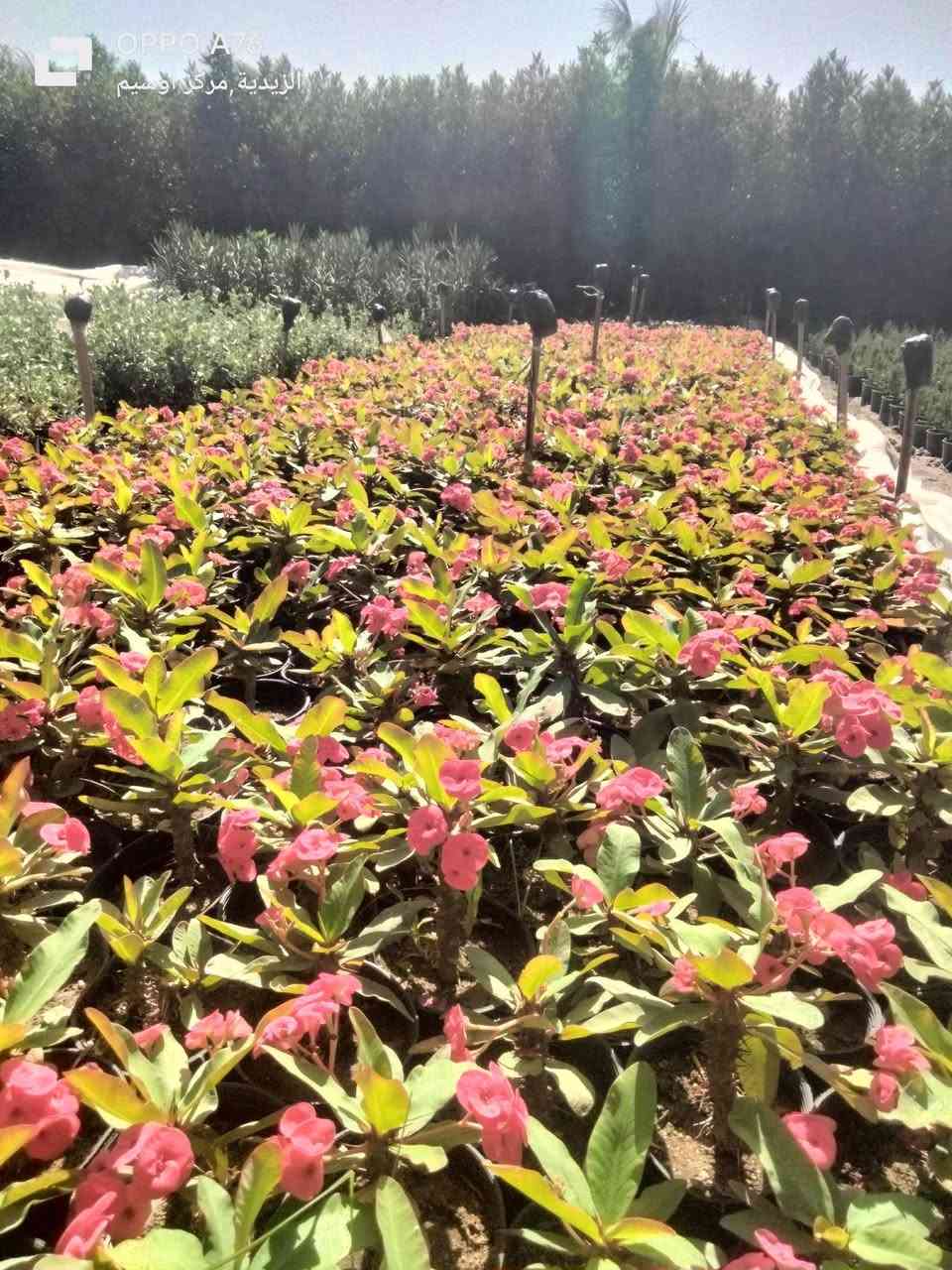 اوفربيا سوداني في قصاري 16 ارتفاع 20 سم زرع خشن سعر مناسب للتواصل 01010253908


**إذا كنت صاحب هذا الإعلان وتريد حذفه لأي سبب، رجاءا أرسل رسالة إلى الدعم الفني**