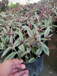 مشتل حديثة المركزي • سوق حديثة • عروض