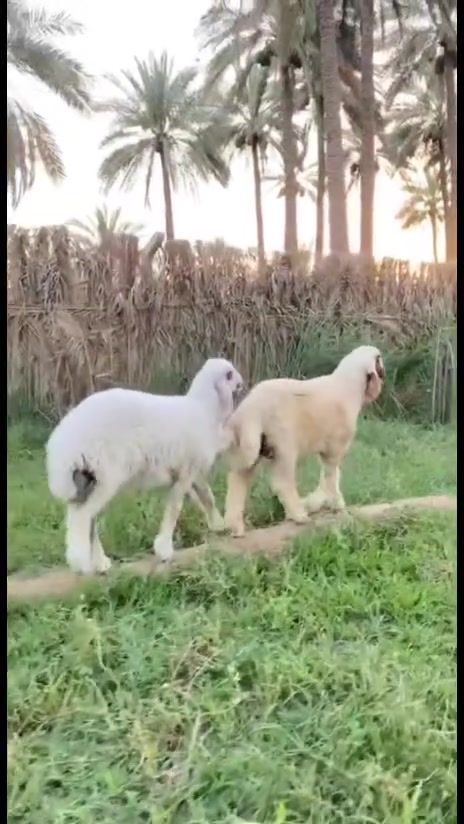 السلام عليكم
للبيع طليان فحل وفطيمه كريشي خط اول
الشراي يتصل وبي خير ويدلل
مكان حله حي الجزائر
الهاتف *********** تحياتي للجميع 🫡🫡
