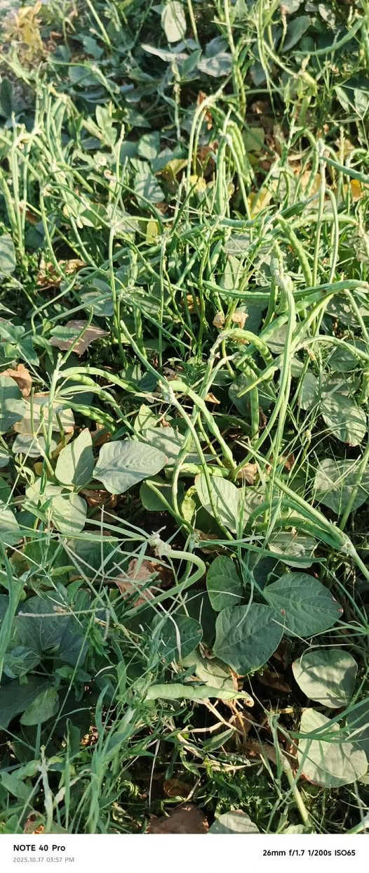 بذور لوبيا اربيليه غزاره في الحمل المكان بابل ***********
