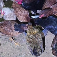 دجاج عربي • بياضات • شريعه