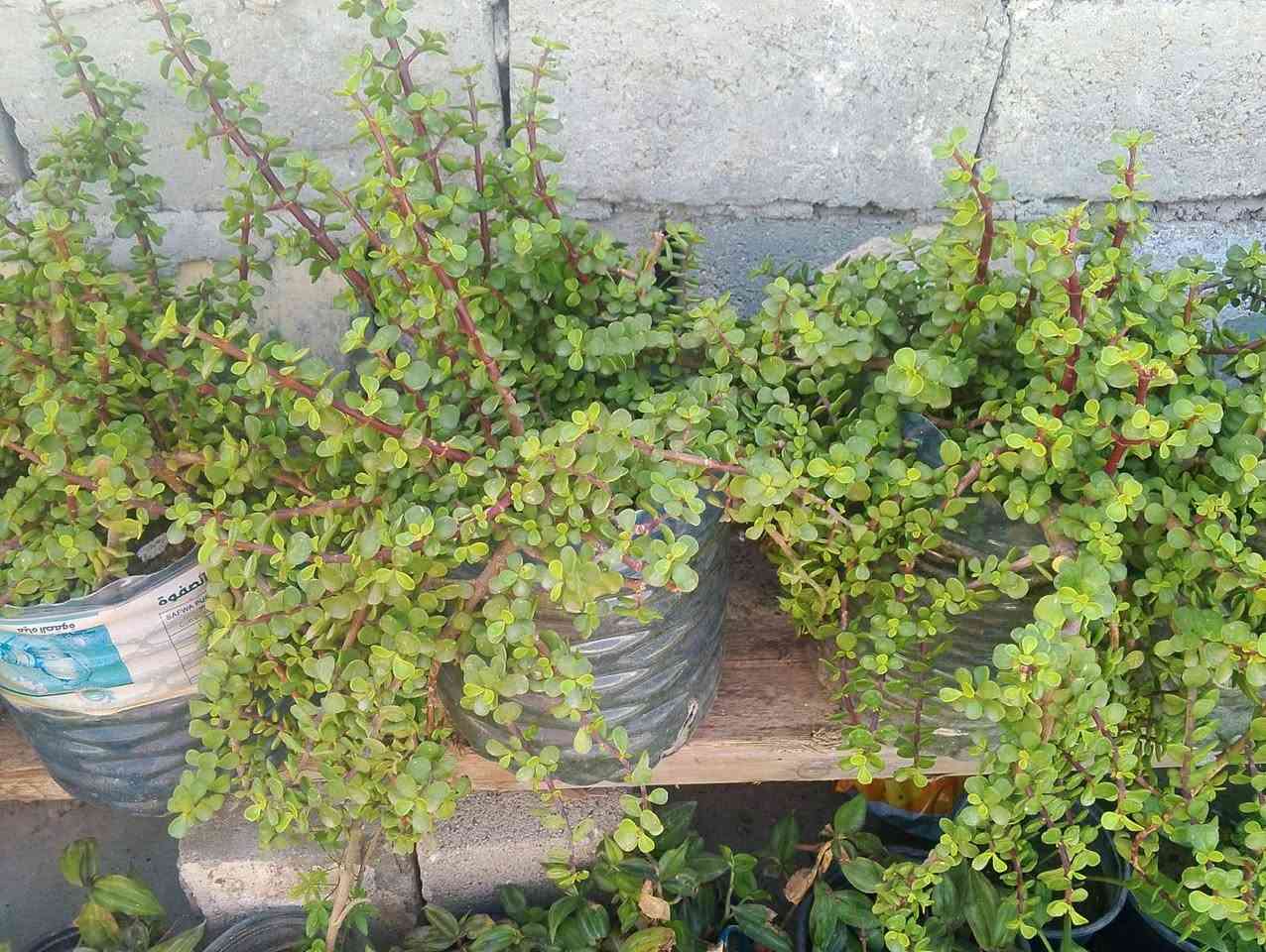 السلام عليكم زبائن الكرام عروض اليوم الخميس ينتهي العرض ٣ قطع ب٣٥ توصيل مجاني قارورة مالت مي يعني دبه مو سندانه اخر ١٠ قطع 🚘🚘🚘🚘🍀🌿🌿🌿🌿🌿🌿


**إذا كنت صاحب هذا الإعلان وتريد حذفه لأي سبب، رجاءا أرسل رسالة إلى الدعم الفني**