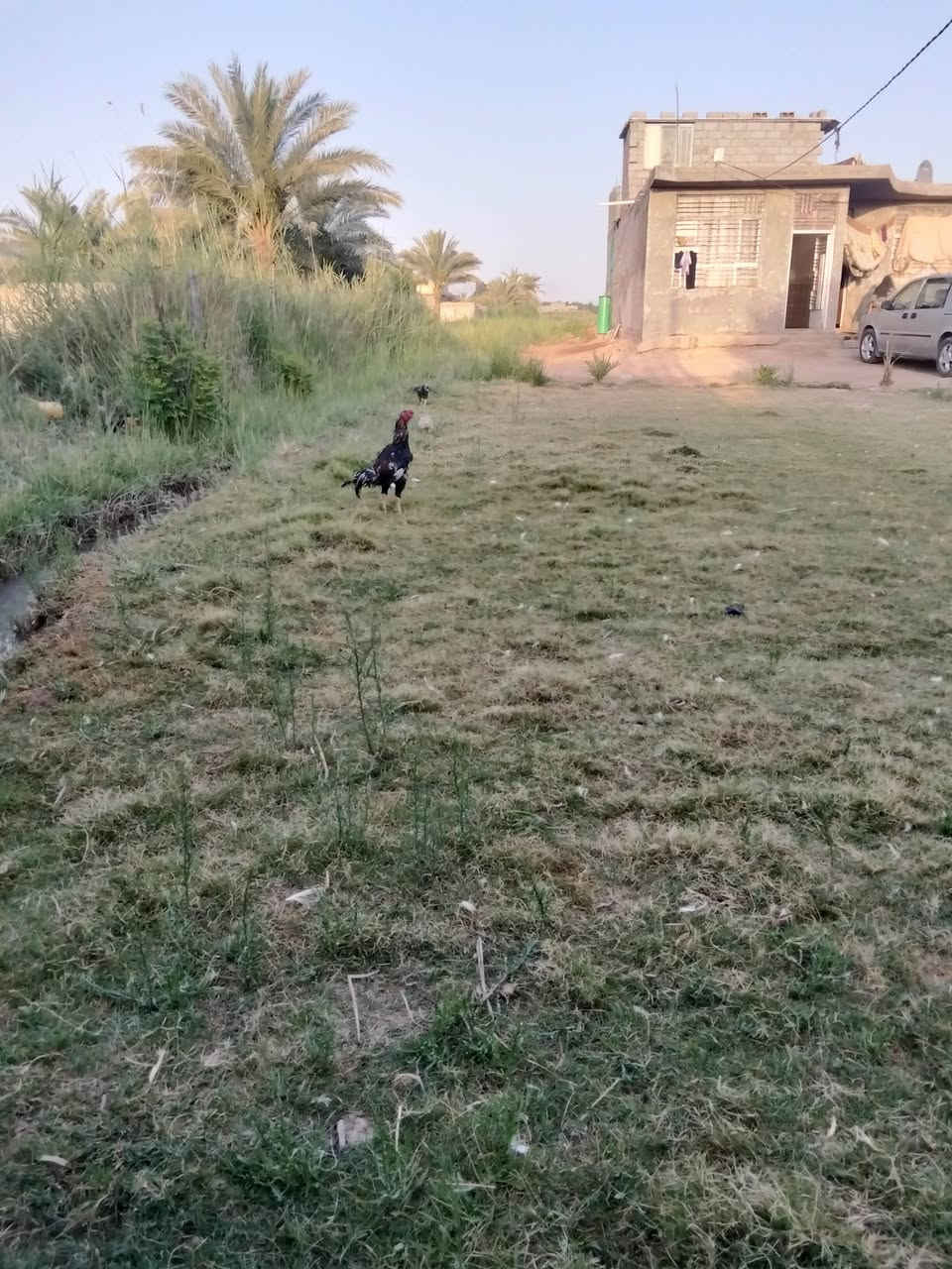 دونم ونص مع دار للبيع العنوان القطنيه قرب بستان البحث العلمي رقم الهاتف ***********
