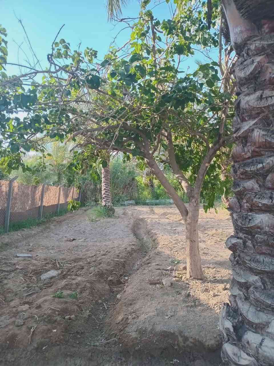 750 متر طابو زراعي سند 25 مفوضه كامل خدمات على التبليط مباشر.
كهرباء ماء اساله تصلح للسكن عنوانها بغداد الراشدية قرب البحيرة أو بل قرب من الشارع 
المؤدي الى الجزيرة السياحية تبعد عن الجزيرة ربع ساعه سعرها مناسب 
***********
***********
