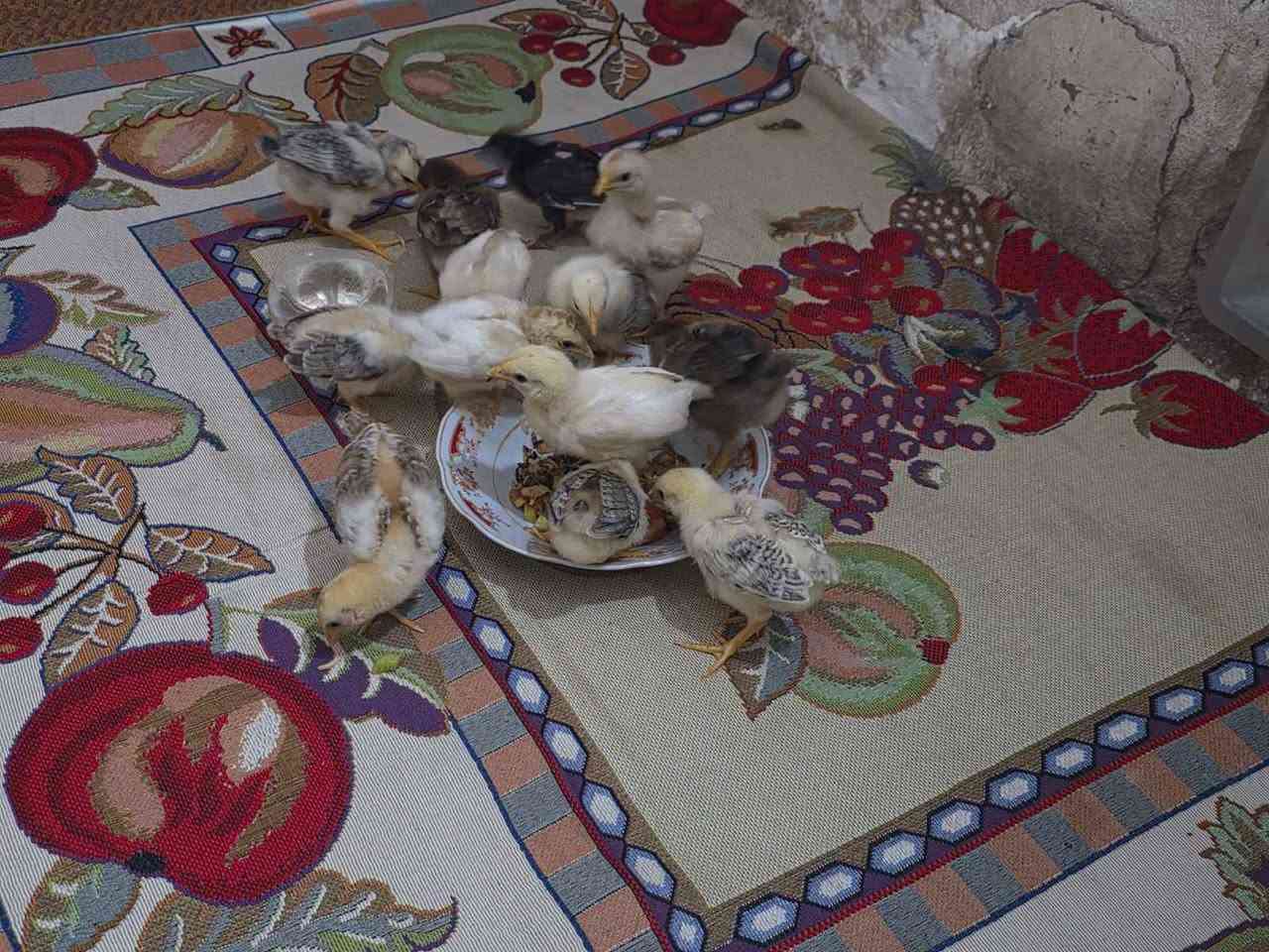 السلام عليكم دجاجات ثنين و 13 كتكوت للبيع شلع
مكاني كربلاء كربلاء, العراق


**إذا كنت صاحب هذا الإعلان وتريد حذفه لأي سبب، رجاءا أرسل رسالة إلى الدعم الفني**