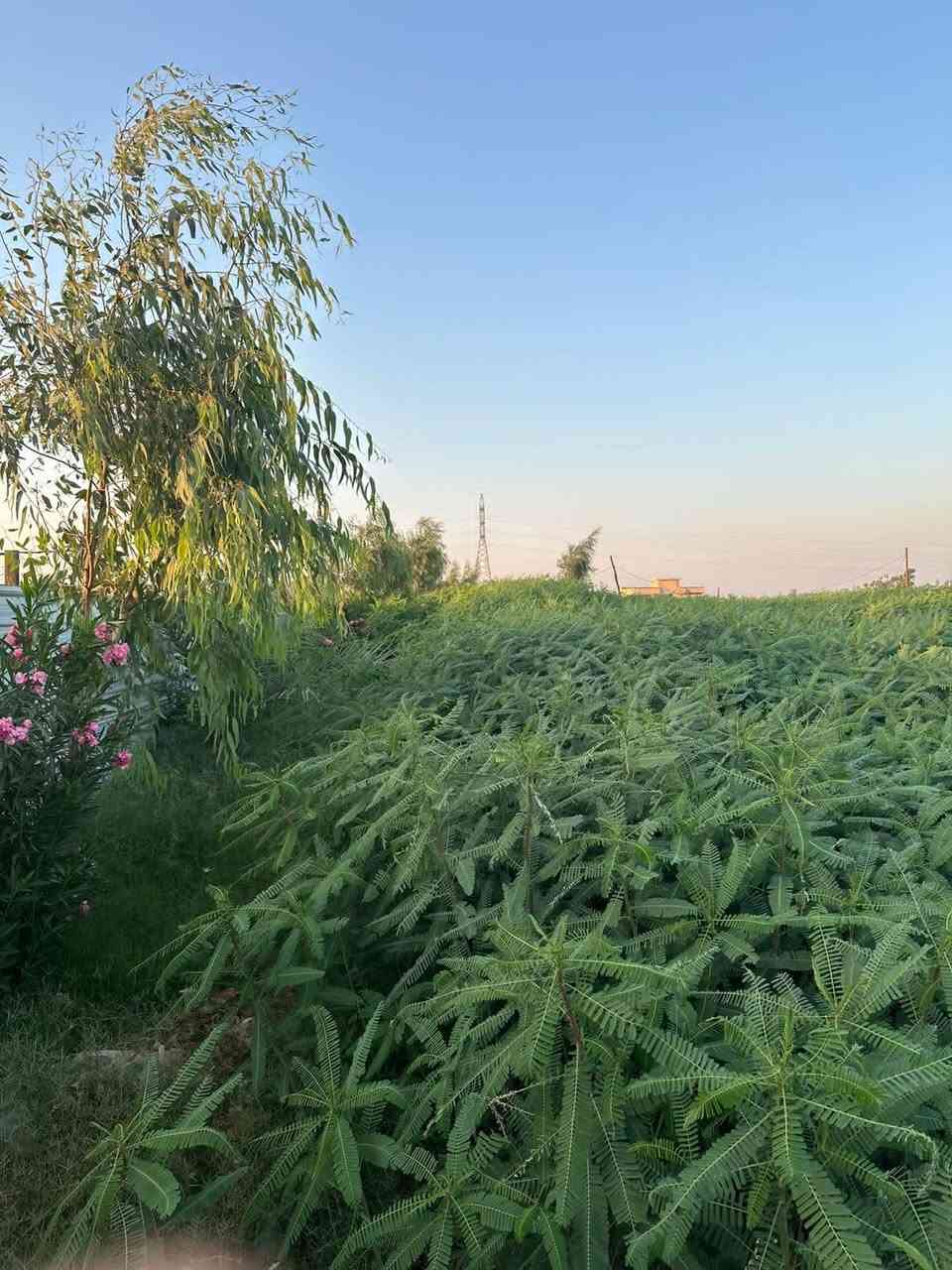 دونم مع منزل وكافة الخدمات سند ٢٥باسمي تحويل طابو المحمودية كهرباء ماء اساله ماء بير 
دونم مع منزل وكافة الخدمات سند ٢٥باسمي تحويل طابو المحمودية كهرباء ماء اساله ماء بير ماء سقي نت اليوسفية قصر اوسط حركاوي ***********
