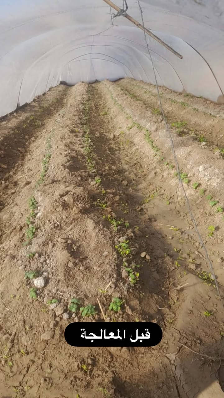 السلام عليكم الاخوة المزارعين الكرام …
مع خلطة المهندس منتظر علاء الشجيري 👨🏻‍🌾
يمكنك احياء محصولك وبكل ثقة وامان 🌱 
 متوفر كل ما يخص النبات من اسمدة ومبيدات ✅
*********** / ***********
