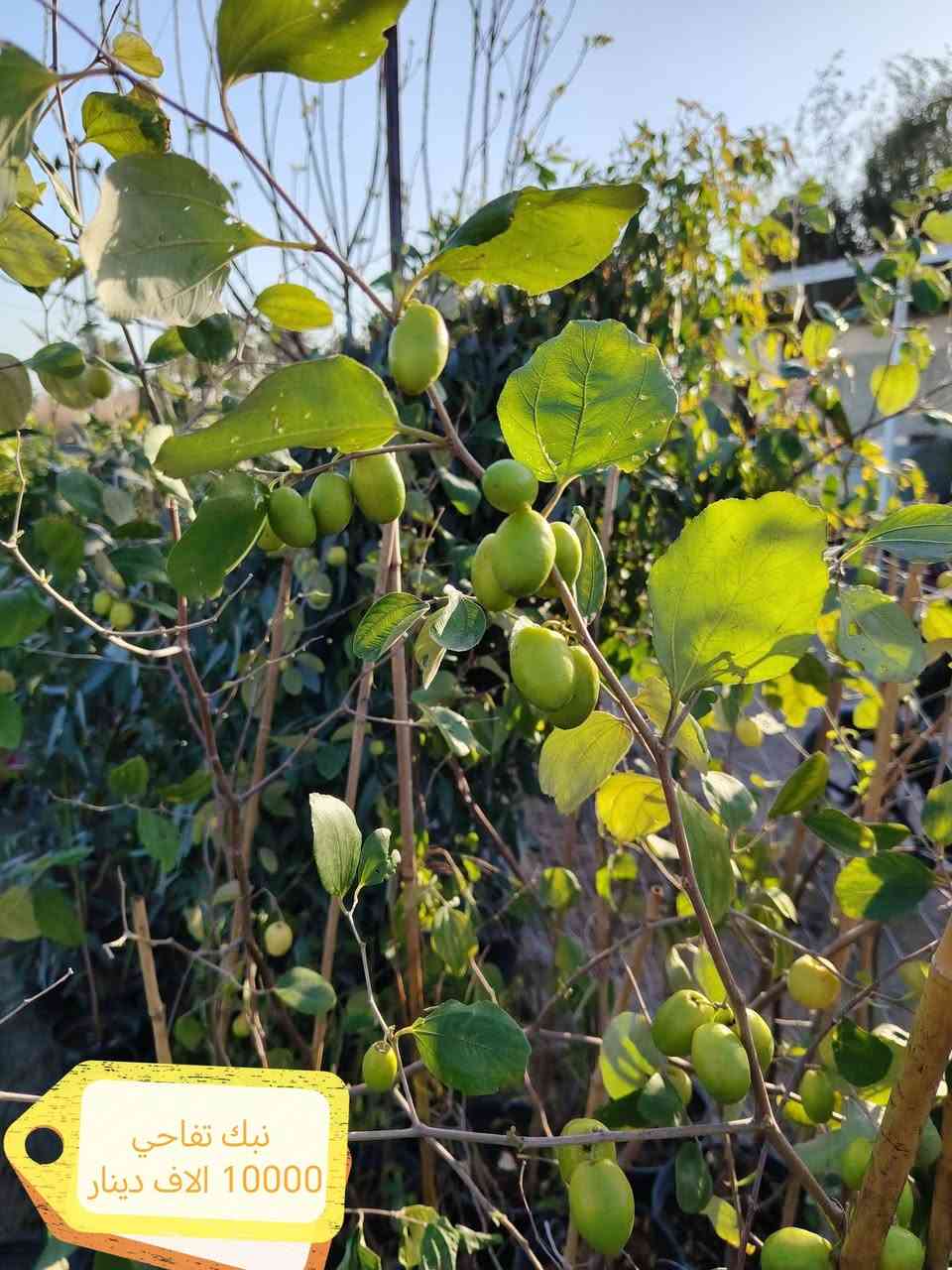 🌼 عروض مشتل عرب شوكه مع بداية الموسم الربيعي 🌼

بمناسبة من حلول الربيع، يقدّم مشتل عرب شوكه مجموعة مميّزة من
🌺 الزهور الربيعية الموسمية والدائمية
✨ بسعر ٧٥٠الموسمي دينار فقط ✨

الأصناف المتوفرة:
1️⃣ قرنفل صيني – نبات موسمي
2️⃣ كزانيا – نبات موسمي 
3️⃣ جوري عراقي – نبات دائمي
4️⃣ لهانة زينة – نبات موسمي
5️⃣ قرقوز لونين – نبات موسمي
6️⃣جوري هولندي 
7️⃣ حلك السبع – نبات موسمي
8️⃣ خطم الساحل  – نبات دائمي
🌿  مشتل متكامل
يوفّر كافة أنواع النباتات والخارجية 🌱

📍 موقعنا:
بغداد – ديالى الخالص هبهب عرب قرب مطعم (مندي ماجد)
⏰ أوقات الدوام:
يومياً من الساعة 9 صباحاً ولغاية٦ مساء 
🚚 تتوفر خدمة التوصيل إلى اغلب مناطق ديالى 
للتجهيز المباشر:
📩 مراسلة الصفحة أو واتساب
📞*********** 
بادارة حميد الحديدي
