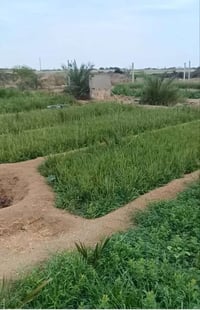٣ دوانم • الزبير منطقة الدواجن • ماء ارتواز