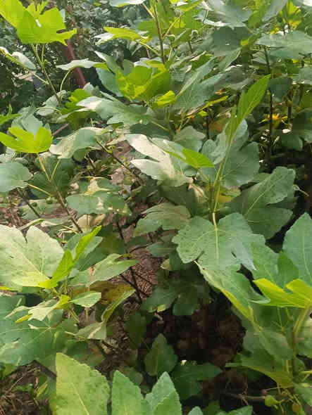 تين عرموطي الارتفاع متر نص إلى مترين سندان 21 العنوان كربلاء قضاء الحسينيه منطقة الابراهيميه جميع الشتلات حماله السعر 7000 للحجز مراسلة الصفحه *********** توصيل كميه فقط
