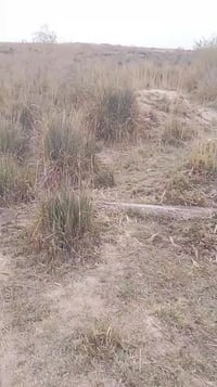 ٧دوانم • الهارونية • ١٧٥٠٠م