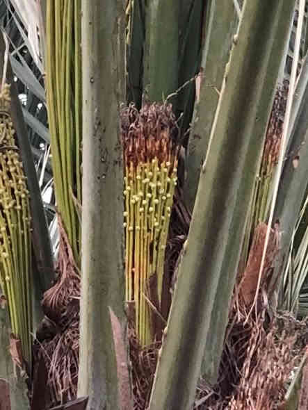 مرض خياس طلع النخيل… الأسباب والعلاج المبكر لضمان موسم إنتاج ناجح وخالي من الاصابات 

يُعد مرض خَيـاس طلع النخيل أحد أهم المشكلات التي تؤثر على عقد الثمار وجودة الإنتاج في العديد من بساتين النخيل. ويظهر عادةً في مرحلة خروج الطلع، حيث يتسبب في تعفّن الطلع، اسوداده، والتصاقه قبل أن يحدث التلقيح بشكل صحيح.

🔶 أسباب المرض

ينتج المرض عن نشاط مجموعة من الفطريات أهمها:
Mauginiella scaettae و Thielaviopsis paradoxa، والتي تنشط بقوة عند توفر الظروف التالية:
 • رطوبة عالية داخل قلب النخلة.
 • تأخر فتح الطلعة الانثوية أو عدم انشقاقه بصورة طبيعية.
 • ضعف التهوية بسبب تراكم السعف وكرب النخلة.
 • زيادة الري خلال فترة الإزهار.

⸻

🔵 المعالجة المبكرة (الوقت الأمثل للعلاج)

في هذا الوقت من الموسم، تكون الفطريات نشطة داخل قلب وراس النخلة، خصوصًا في المناطق الرطبة بين:
✔ قواعد الكرب الداخلي
✔ إبط الكرب
✔ التيلة وقاعدة الطلع قبل انشقاقه

ولذلك فإن الوقاية المبكرة والقضاء على الفطريات المرضية هي خط الدفاع الأهم قبل أن يبدأ الطلع بالخروج ويصاب بالتعفن.

⸻

🔶 برنامج الرش المبكر الموصى به الآن

يُركز الرش على القلب وراس النخلة مباشرة وليس على السعف الخارجي، لأن الفطر يتواجد في المناطق الداخلية الرطبة.

المواد الموصى بها:
 1.  Tebuconazole
 2. Propiconazole
 3. كاربندازيم Carbendazim
 4. مانكوزيب Mancozeb 

طريقة التطبيق:
 • توجيه الرش إلى قلب النخلة، رأس النخلة، قواعد وإبط الكرب.
 • التأكد من وصول الرذاذ إلى المناطق الداخلية الرطبة حيث يتواجد الفطر.
 • إعادة الرش بعد 10–12 يومًا إذا استمرت الظروف الملائمة (رطوبة – أمطار – ري زائد).

🔶 خلاصة

المعالجة المبكرة خلال هذه الفترة تعتبر أفضل وأقوى خطوة لمنع تعفن الطلع وضمان موسم إنتاج قوي. توجيه الرش إلى القلب وراس النخلة ومناطق الكرب الداخلي هو العامل الأكثر أهمية في نجاح 
السيطرة على هذا المرض.
مكتب شاطئ الفرات الزراعي 
طريق ناصرية سوق الشيوخ مقابل مدرسة الشريف الرضي 
هاتف ***********
