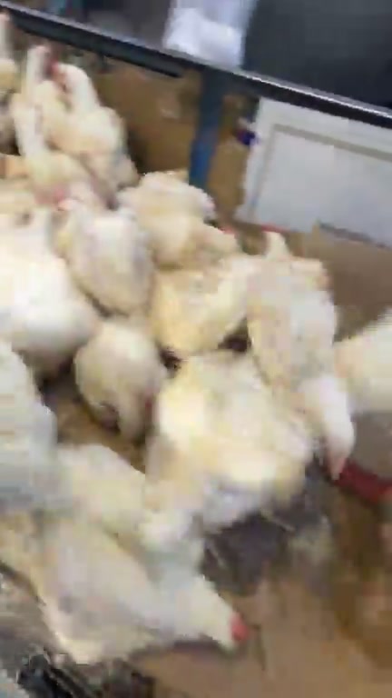 تاريخ ٢٤_٥ 
🐔 كيلو دجاج ٣٢٥٠ 🔴
🍗 كيلو دجاج مقطع ٥٥٠٠ 
❌ توصيل محافظات ماكو 

📦 الأوزان متوفرة من ٢ كيلو لحد ٣ كيلوات ونص 

التوصيل المتوفر المسيب السدة الاسكندرية الحصوه المحاويل
———————-
🍗 أسعار الدجاج المقطع 🍗

🐔 كيلو صدر دجاج ٥٥٠٠
🍗 كيلو أفخاذ — ٥٥٠٠
🍗 كيلو أجنحة — ٥٥٠٠
🐓 كيلو رقاب — ٢٠٠٠
🍗 كيلو كبد صافي — ٥٠٠٠
🍗 كيلو كبد وحواصل (ممفتوحة) — ٤٠٠٠

━━━━━━━━━━━━━━

🏪 محلات أولاد هاشم
لبيع الدواجن الحي والمقطع

📍 بابل – المسيب
مدخل الجسر القديم

🚚 خدمة توصيل لجميع المناطق
📞 ***********
