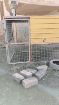 ياالله السلام عليكم اخون متاح قفص مال مولد يرهم كلشي سعر ٢٥٠ مكاني تكريت القادسيه رقمي *********** /***********
