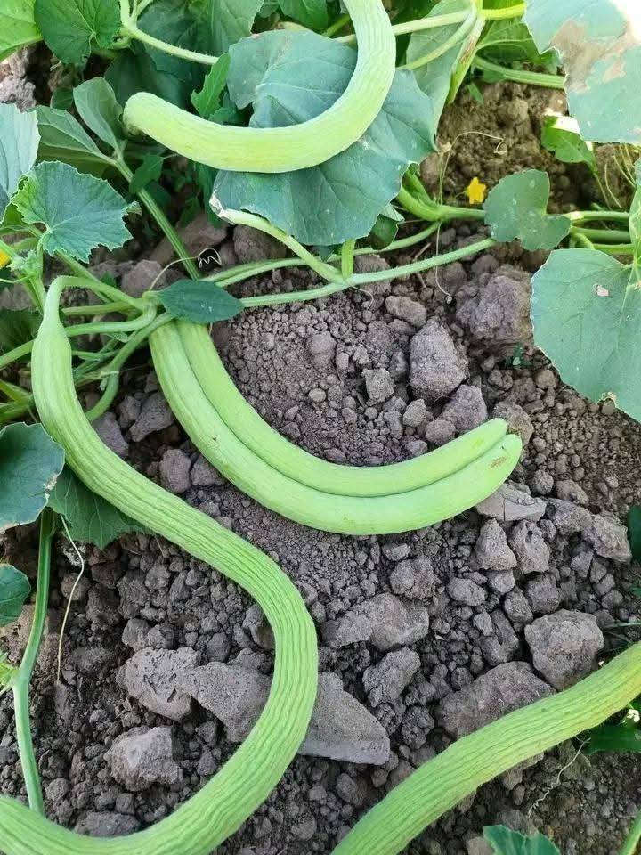 بذور طرح معربه مال فلاح شرط شرط   سعر الكيلو  ١٠٠ الف المكان ميسان المجر  الرقم  لاتصال على الرقم   *********** أو مراسله صفحه خاص
