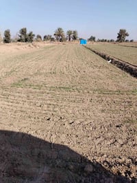 خلف مطار الصويره • ٥٠ دونم • مزروعة حنطه