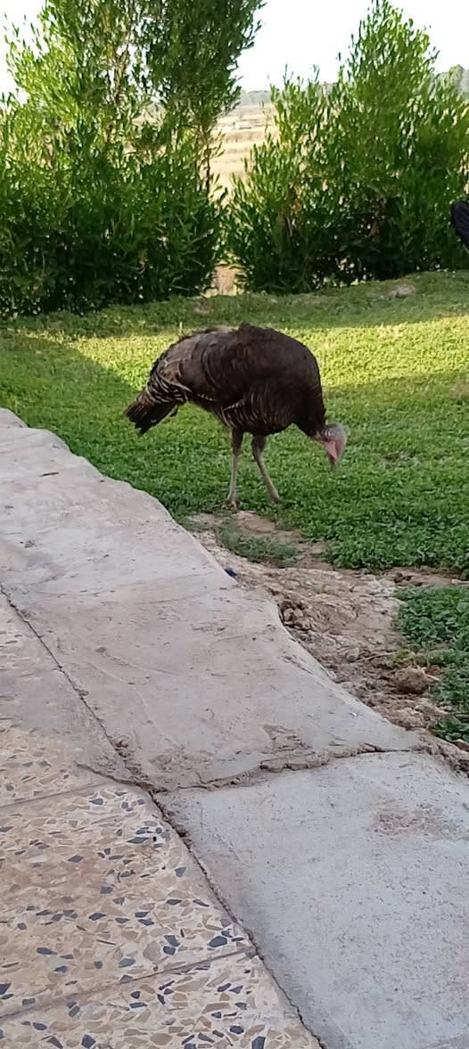 للبيع عتكية
السعر 20


**إذا كنت صاحب هذا الإعلان وتريد حذفه لأي سبب، رجاءا أرسل رسالة إلى الدعم الفني**