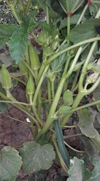 توجد لدينا بذور باميه فرنسيه الاربعينيه الاصليه بنت القوطيه 
لم تتواجد في باقي المحافظات ***********
علوها شبر تنتج  لون الغصن فاتح شرط التعهد والإنتاج العنوان بغداد جسر السلام
