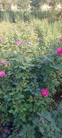 ورد جوري • تنخيل ٥ ألوان • مشتل الزهراء ميسان