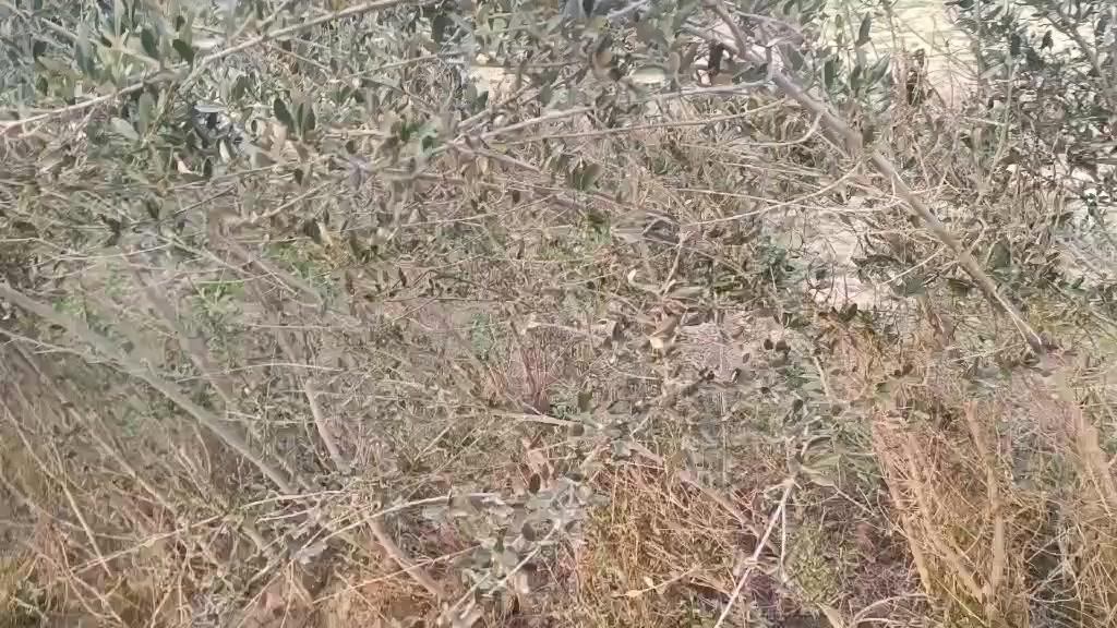 سلام عليكم
شتل زيتون نوع  خستاوي 
عمره 5سنوات 
سعر ستل ٣ الف 
عنوان  موصل  ناحيه بعشيقه
***********
