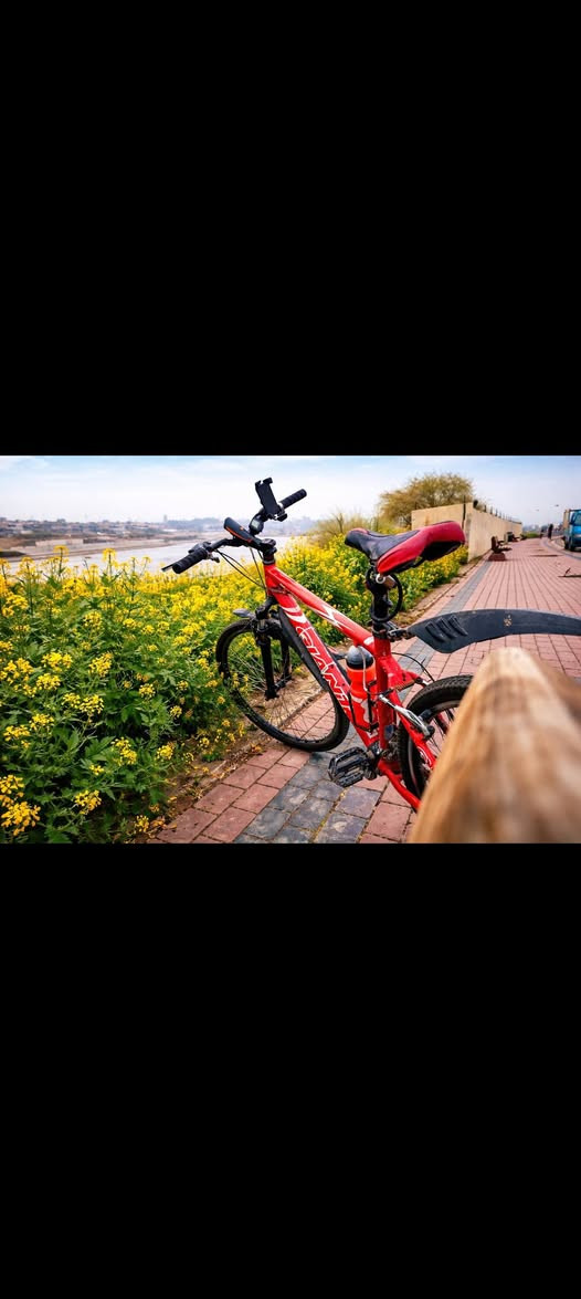 🚴‍♂️ للبيع بايسكل Giant حجم 26

• الماركة الأصلية: Giant.
• حجم البايسكل: 26.
• قبل شهر تم تبديل التايرات والجوبات بجدد.
• يجي وياه ضوء LED وهورن قابل للشحن.
• البايسكل كامل وما بي أي نقص، وكلشي بي شغال وجاهز للاستخدام.
• حالته ممتازة ونظيف جدًا.

💰 السعر: 150,000 دينار عراقي (نهائي وغير قابل للتفاوض).

📍 الموقع: الموصل – الجانب الأيمن.
🚫 ما عندي خدمة توصيل، الاستلام من الموقع فقط.

📩 للجادين فقط، المراسلة خاص أو واتساب:
📱 ***********
