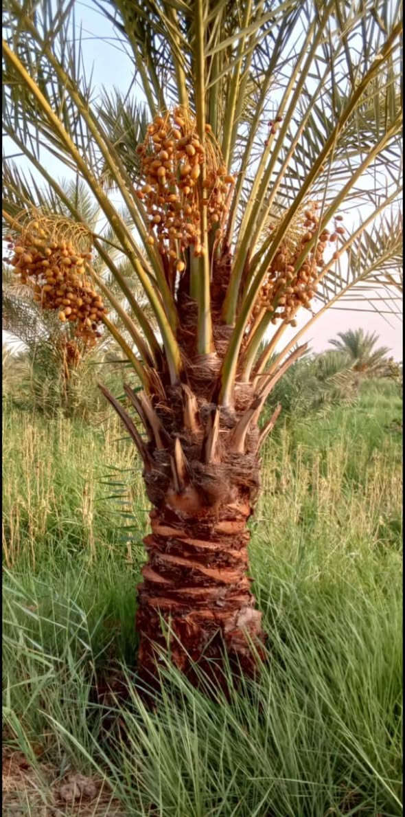 ياالله السلام عليكم
تتوفر جميع الإمايات ارتفاع من متر 
واكبر حسب الطلب اليرقب بشراء 
عنوان واسط الصويره ***********//***********
