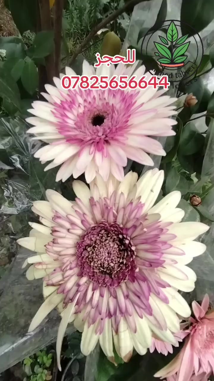 نبات الجمبرا التركي 
سعر 6 الف 
#العراق #اكسبلو#catsofinstagram #اكسبلور_فولو #بغداد


**إذا كنت صاحب هذا الإعلان وتريد حذفه لأي سبب، رجاءا أرسل رسالة إلى الدعم الفني**