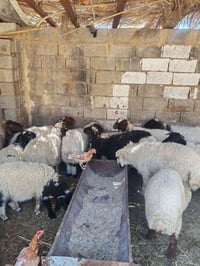 طليان للبيع • كربلاء شارع بغداد • نعاج