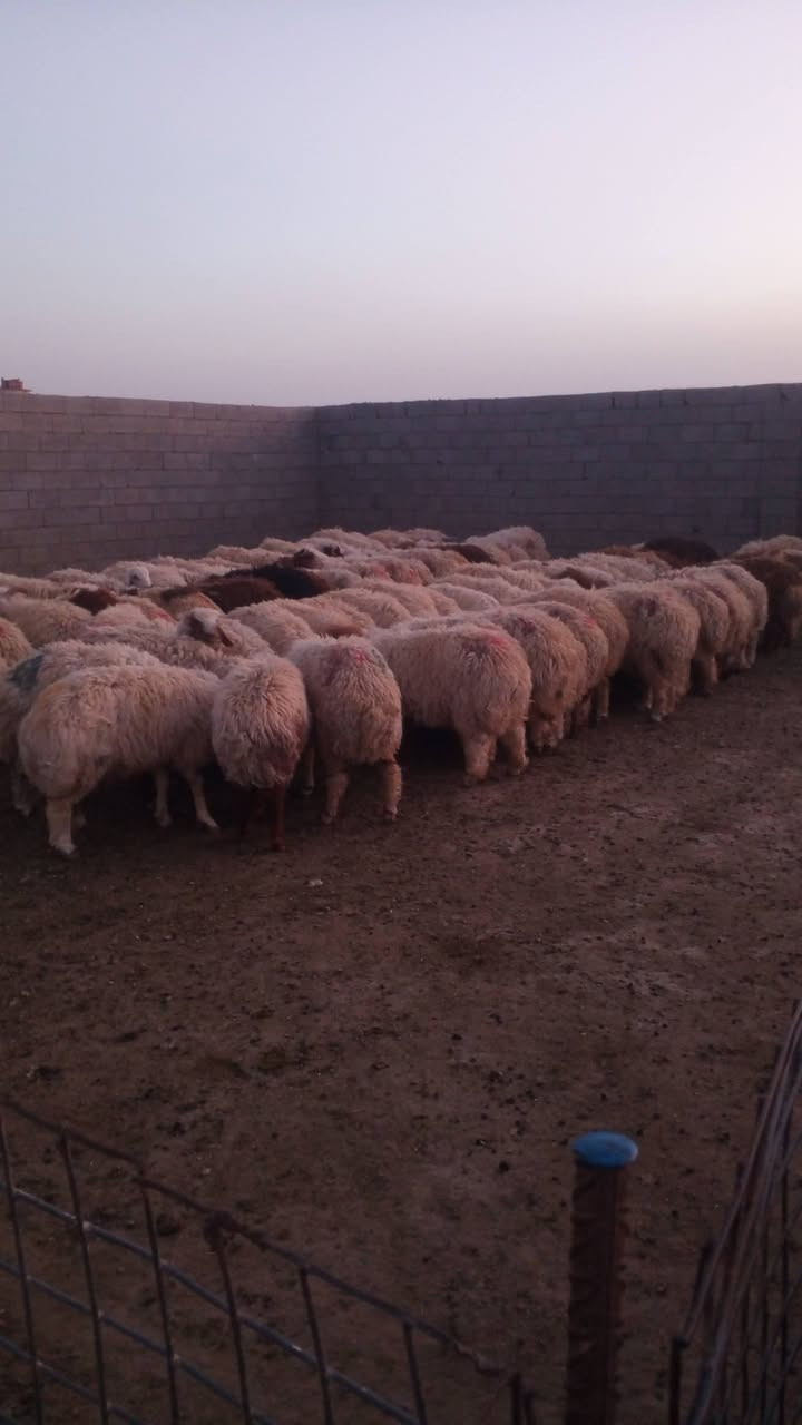 بمناسبه حلول عيد الأضحى المبارك يوجد لدينا أضاحي الديره الاتصال ***********
