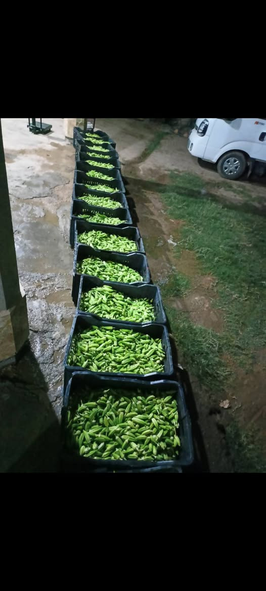 باميا سلطانة 
الصنف الاقوى والافضل لكل مزارع
بذور باميا سلطانه للبيع 
انتاج مضاعف
ارغب باميا بالسوق
تتحمل الامراض
اربعين يوم تنتج 
الى الشهر 12انتاجها
بذور على ايدي مو تجاره اتكفل بيها اصليه بنت القوطيه
سعر الكيلو 40 الف
***********
