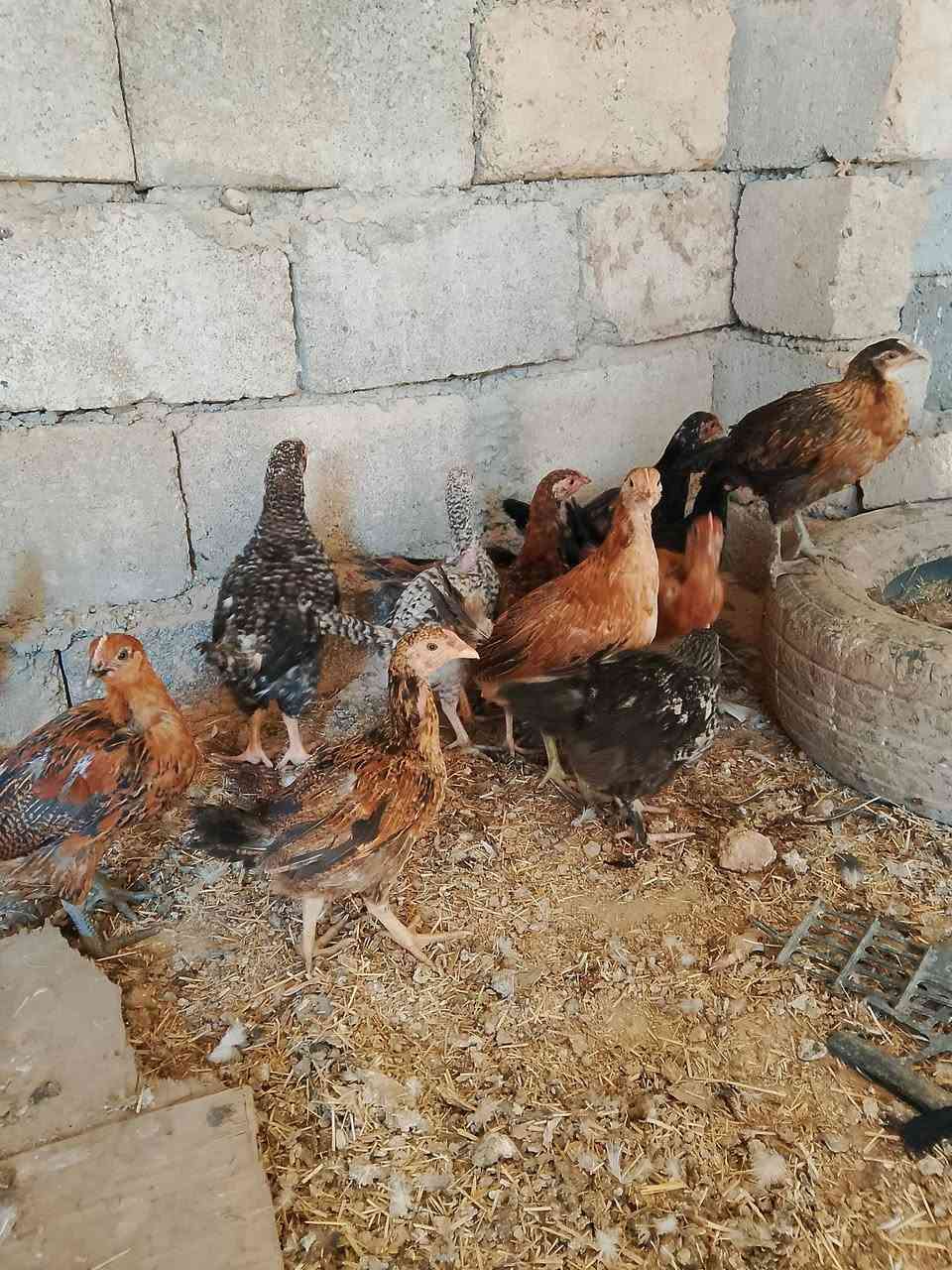 السلام عليكم عرب اصلي ديوك وفراريج (***********
