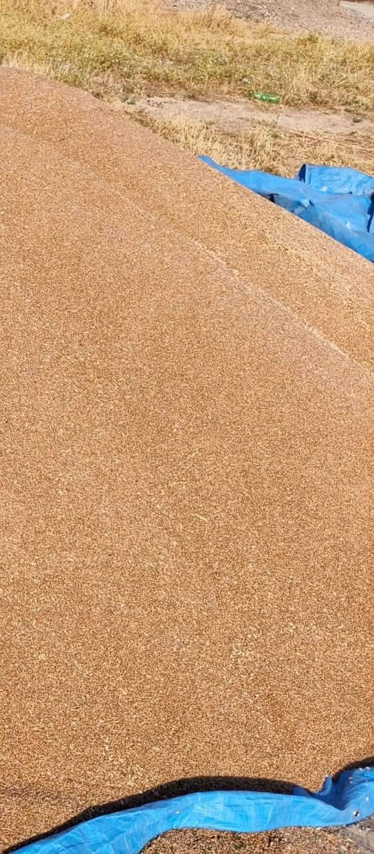 يوجد بذور للبيع 🌾
 صنف بورو بنت المغلف شرط
باقي كميه قليله
السعر 700 قفل بدون معامله 
 النظافه درجه أولى
للأستفسار الاتصال / ***********
