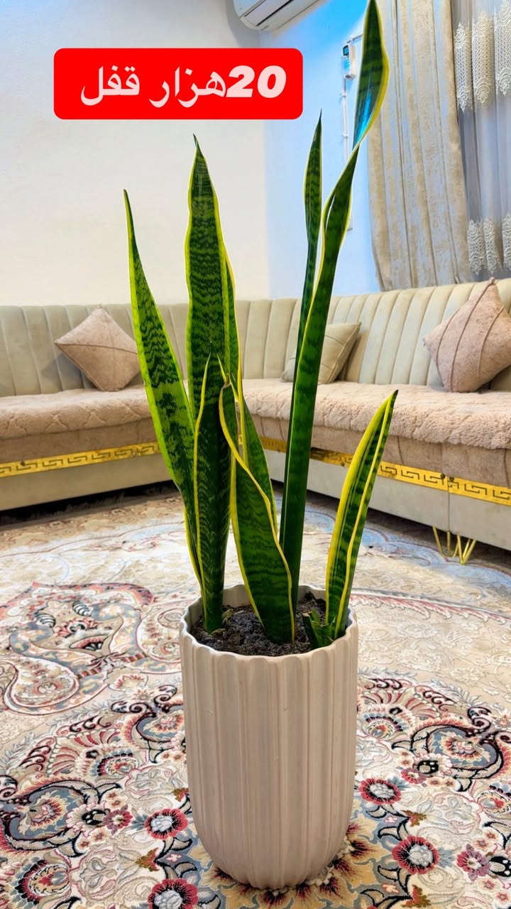 ئه ف كوله خرته بيعي نه كلك راقينه
0750 4263490
