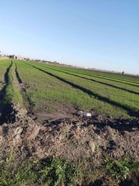 ٥ دونم • مياه وكهرباء • التاجي الشيخ عامر