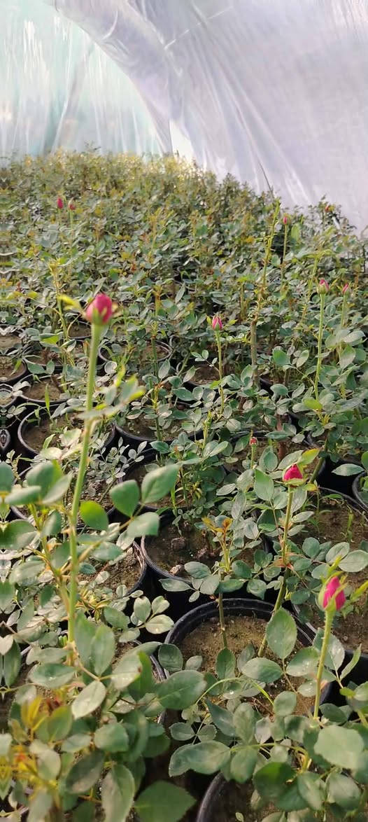 078-223-19763 ورد جوري سلطاني مكاني حله طرق النجف
