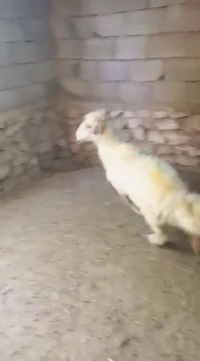 بسم الله 
دجه بنت العام
بيها ثوال يعني مال گصابه
ماشاء الله سمينه لحم وشحم
السعر//350
العنوان/الدولاب(***********)
