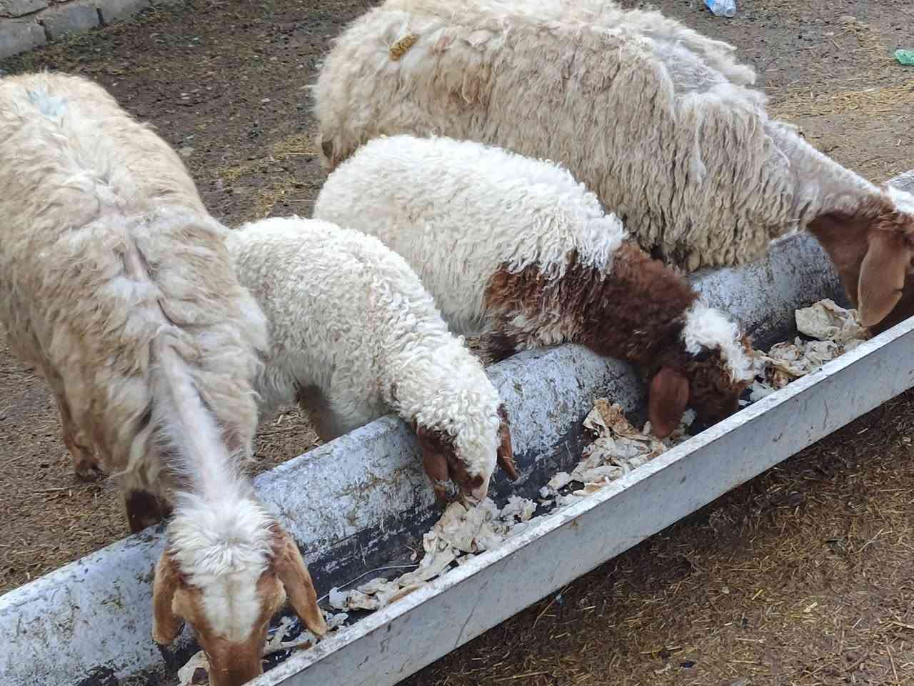 يوجد مطافيل ثنين مالات جنيه شرط نصاحه وين لي ريد جنيه 🔥فول سعر 700 الف لزوج المكان بيجي حي العصري رقم الهاتف ***********
***********
