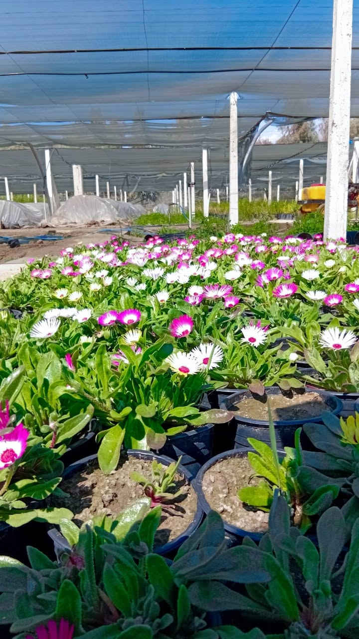 سلام عليكم اخواني الاعزاء
توفر  لدينا في مشتل وغابات النعيميه شتلات ورد البتونيا 

يتوفر 5نوعيات الوان 

سعر الشتله بجمله ٣٥٠ دينار 

ام المفرد ب٥٠٠دينار

تواصل واتس ***********
الاثير ***********
