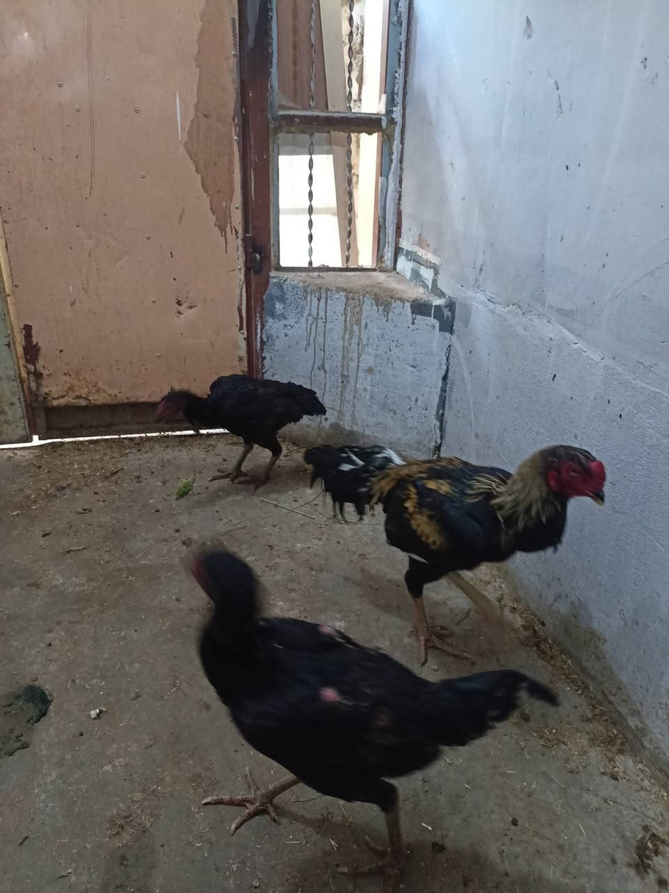 دجاج 2 وديك هندي للبيع ***********
