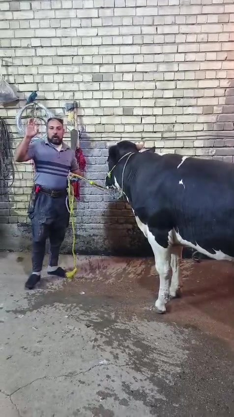 بسم الله الرحمن الرحيم يالله
ليوم الاربعاء ٢٤يعلن مطعم الماجد و قصابه الماجد عن بيع الحم عجل عراقي 
شرفونا وگل الهلا بيكم 
عنوان المسيب حي المعلمين مجاور اسواق الباشا   
***********
