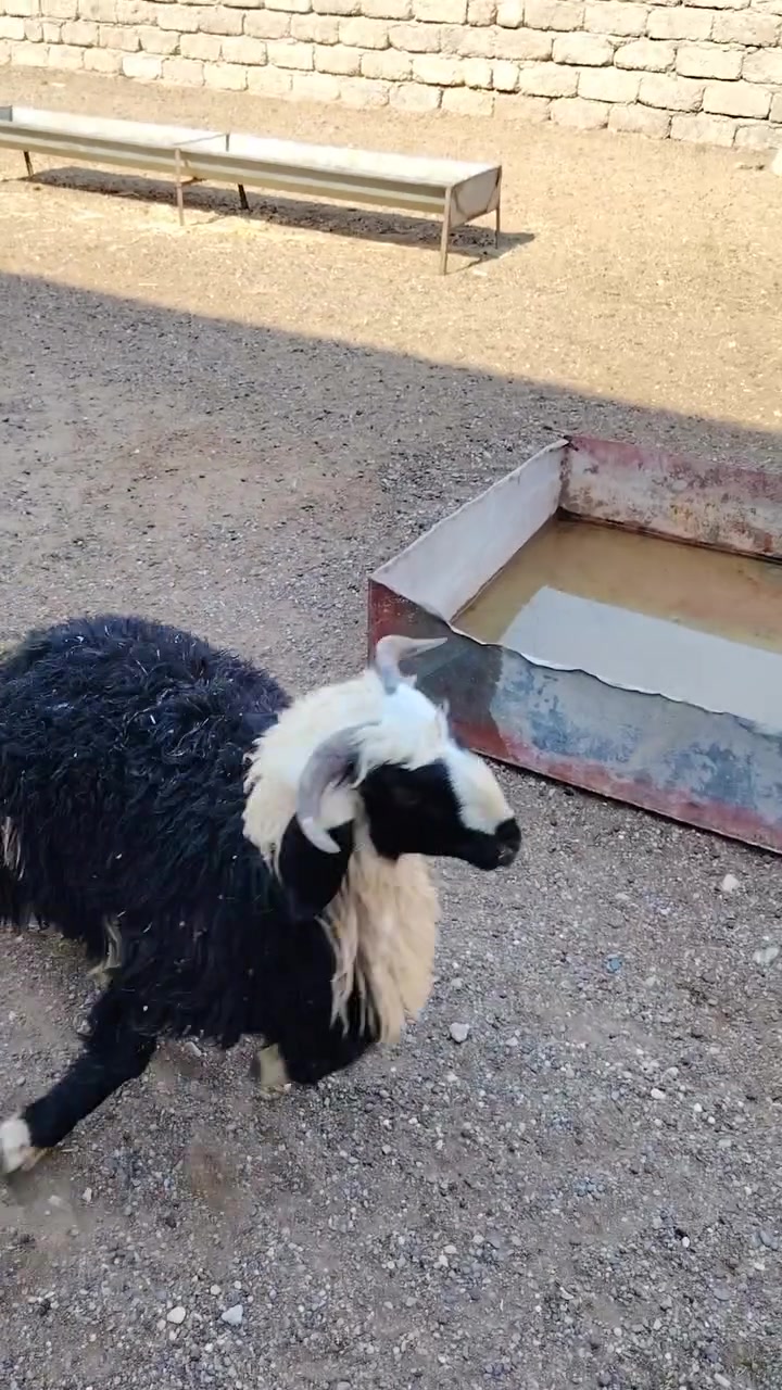 سلام عليكم
يوجد طلي ذبح سمان لحم و ربط شرط النصاحه المكان بيجي حي العصري الشراي يخابرني عله رقم ***********
