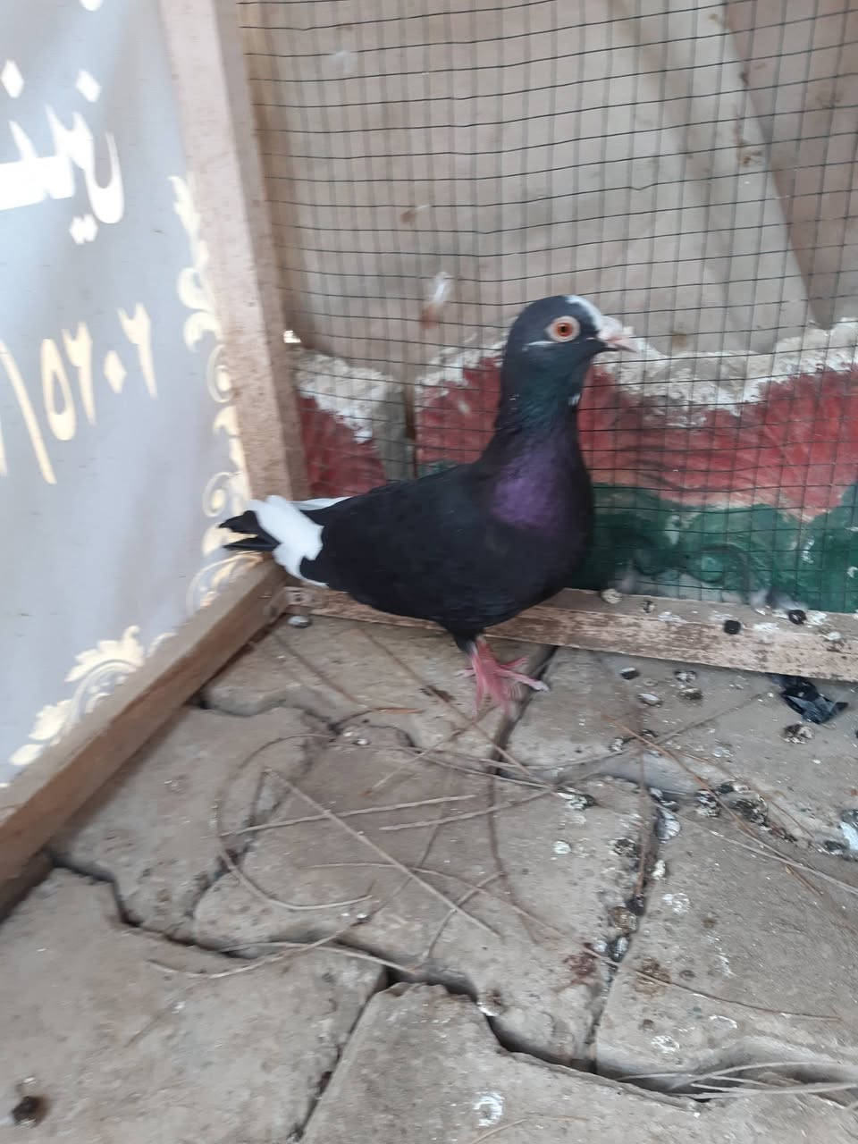 السلام عليكم ورحمة الله
طيور للبيع
 زوج ارافل ب٢٥ الف
 وزوج شوامل ٢٥ الف
طارمية_شارع البانزيخانة
***********
***********
