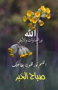 دوانم • الكوت اليوسفيه • للبيع