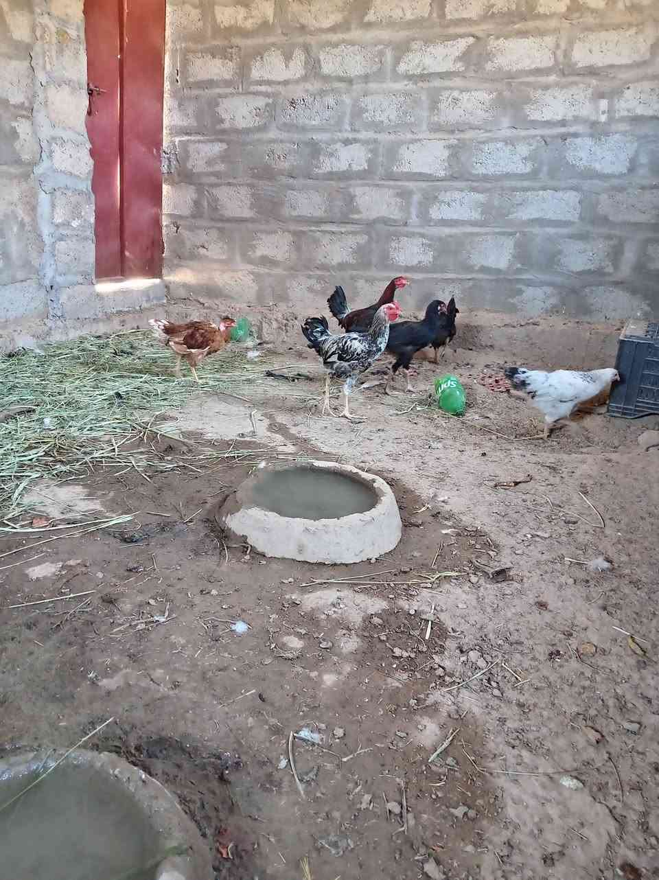 السلام عليكم

ديوكه عرب مالات السنه الجوز بي 25

و فروجتين. الجوز بي ٢٠

الاتصال ***********
***********
