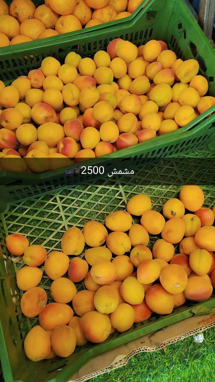 كميات خير من الله لحك الاسعار بالفديو مع علوة الفرات لاتحتار وفرنالكم فواكه ومخضر درجة اولى  وبأنسب الاسعار تاريخ 23/6/2026 جملة او كيلوات تجهيز مطاعم ايضا باسعار الجملة 
علوة الفرات مدخل الفرات حسينية المصطفى 
حياكم الله تشرفونا 
للاستفسار ***********
الدوام من 6 صباحا الى 10 ليلا

اسعار اليوم قسم  الخضار ؟

خيار  مائي 500 دينار
خيار طعروزي.     3 كيلوات 2000 دينار
بيتنجان اسود عراقي     500 دينار 
بصل 3 كيلوات      2000 دينار
بتيتة 3 كيلوات.     2000 دينار
طماطة 5 كيلوات.   2000 دينار 
لهانة   750 
قرنابيط      1000 دينار 
فلفل حار 1000 دينار 
شجر ناعم 1000 دينار 
بانية بترة 2500 
لوبية 2000 
فاصولية خضرة 2500
فطر 1500
ثوم 3000 دينار 
جزر 1000 دينار

اسعار قسم الفواكه 
تفاح 1000
عرموط 1000
الو احمر عراقي 2000 دينار 
برتقال مصري 1500
خوخ 1500
عنب 1500
موز 1500 
مشمش 2500
كرز 3500
فرولة 2000 دينار 

ليمون 2500 
بطيخ درجى اولى عراقي دبل 750 حكه 2500 
ركي 600 عل سجين وعل ذوق

قسم المخللات 
خل درجى اولى 1000 دينار
بطل ليمون 1500
طرشي بيتي نص كيلو 2000 دينار
طرشي بيتي خيار ربع كيلو 1000 دينار
طرشي معمل علب اصفر او اسود او وشونذر 1500

اخوان مخضر وفواكه جاي نوفرها درجى اولى شوفت عينك
اول بأول
